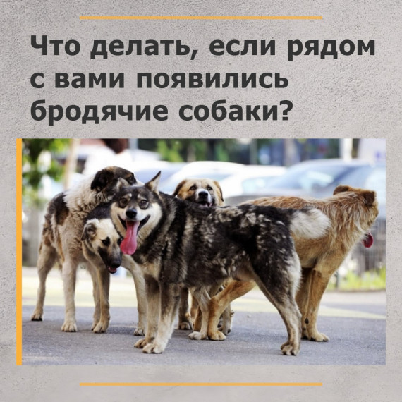 «Что делать, если рядом с вами появились бродячие собаки?».